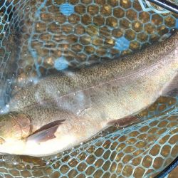 ミノーイングを楽しむ ～フィッシングパーク高島の泉～
